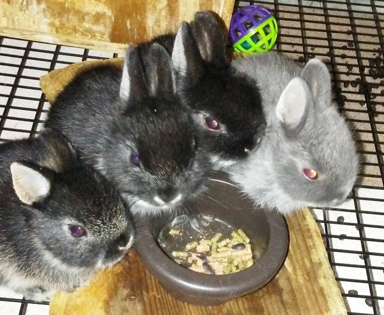 Greeley Stampead Litter - Copy