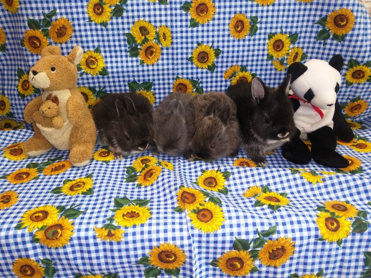 18 Memorial Day Litter 4 weeks 5